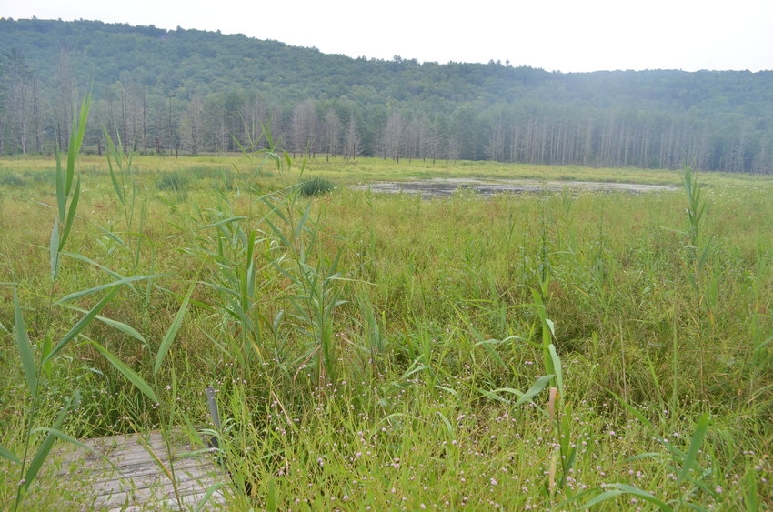 The current state of the wetland by Cackletown Road, taken August 27, 2021.